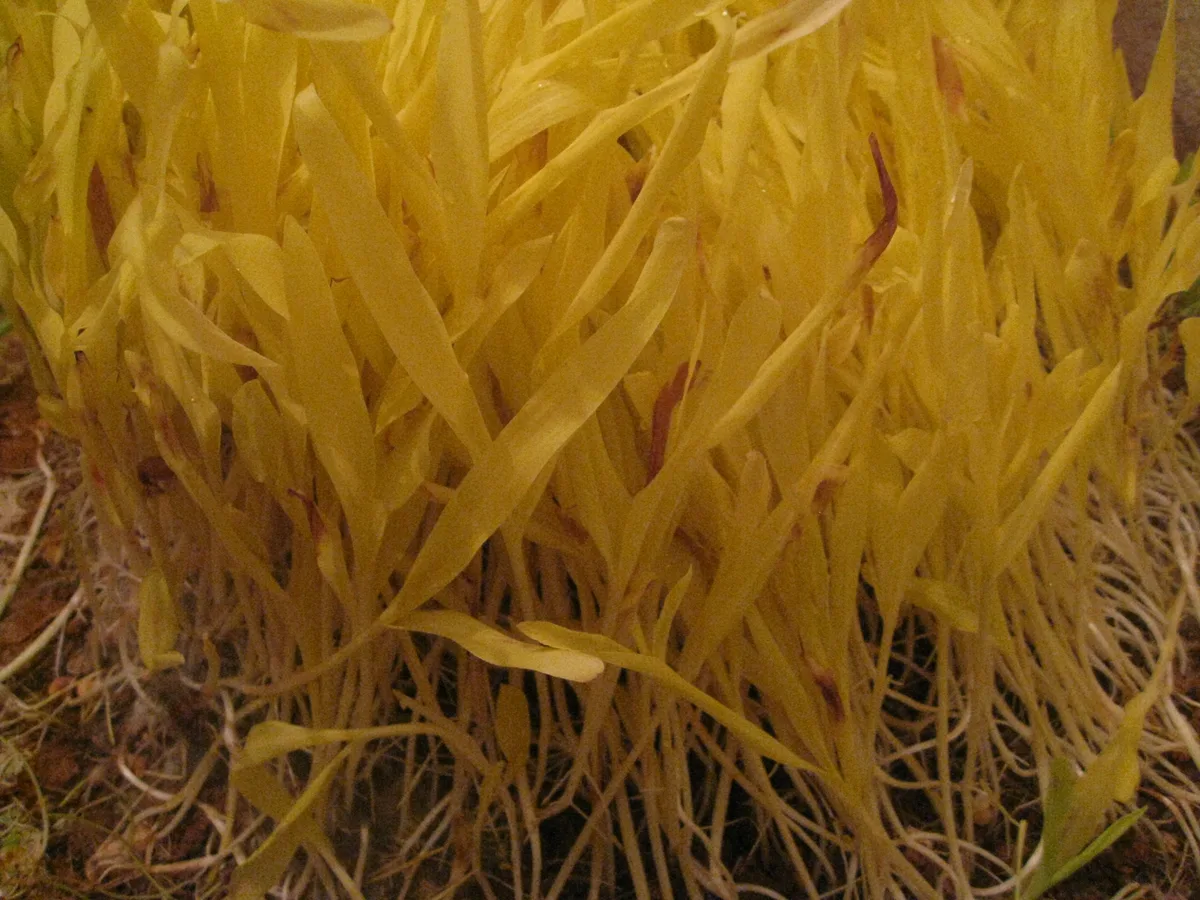 Golden Jamara barley shoots grown in sacred darkness